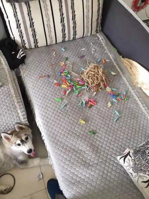 如果養(yǎng)狗可以買保險的話,我會選寵物犬破壞房屋險。