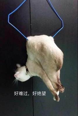 一場(chǎng)虛驚 貓咪與晾衣架的奇妙邂逅